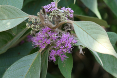 Callicarpa tomentosa